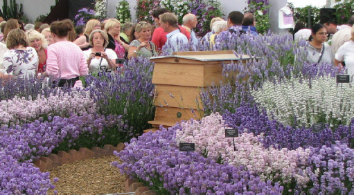 Hampton Court Flower Show Hampton Court Flower Show